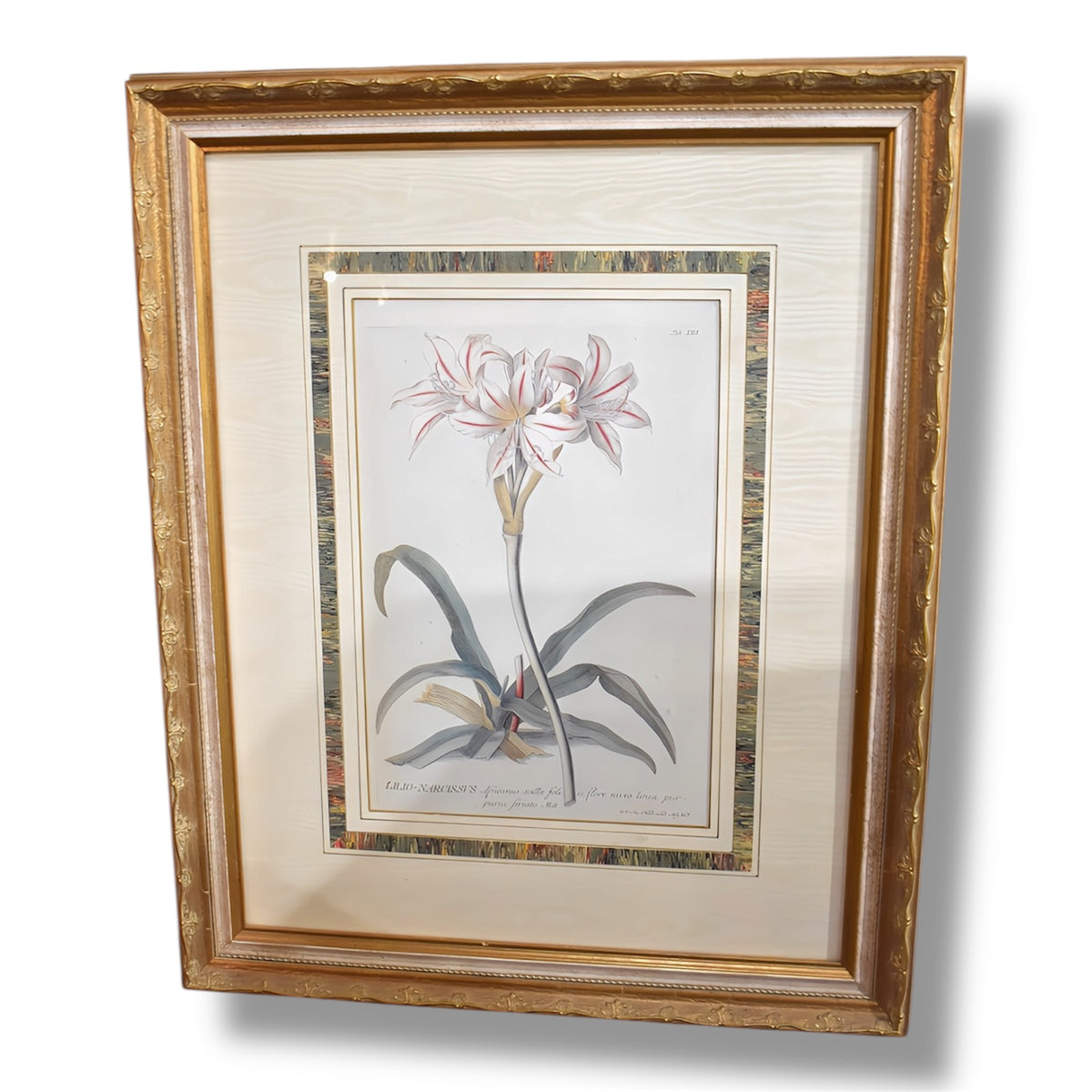 Lilio Narcissus Framed Art Print