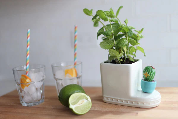 can't touch this mini